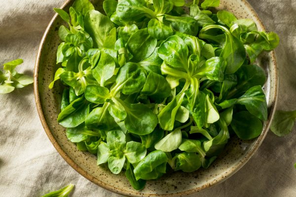 איך לאחסן חסה