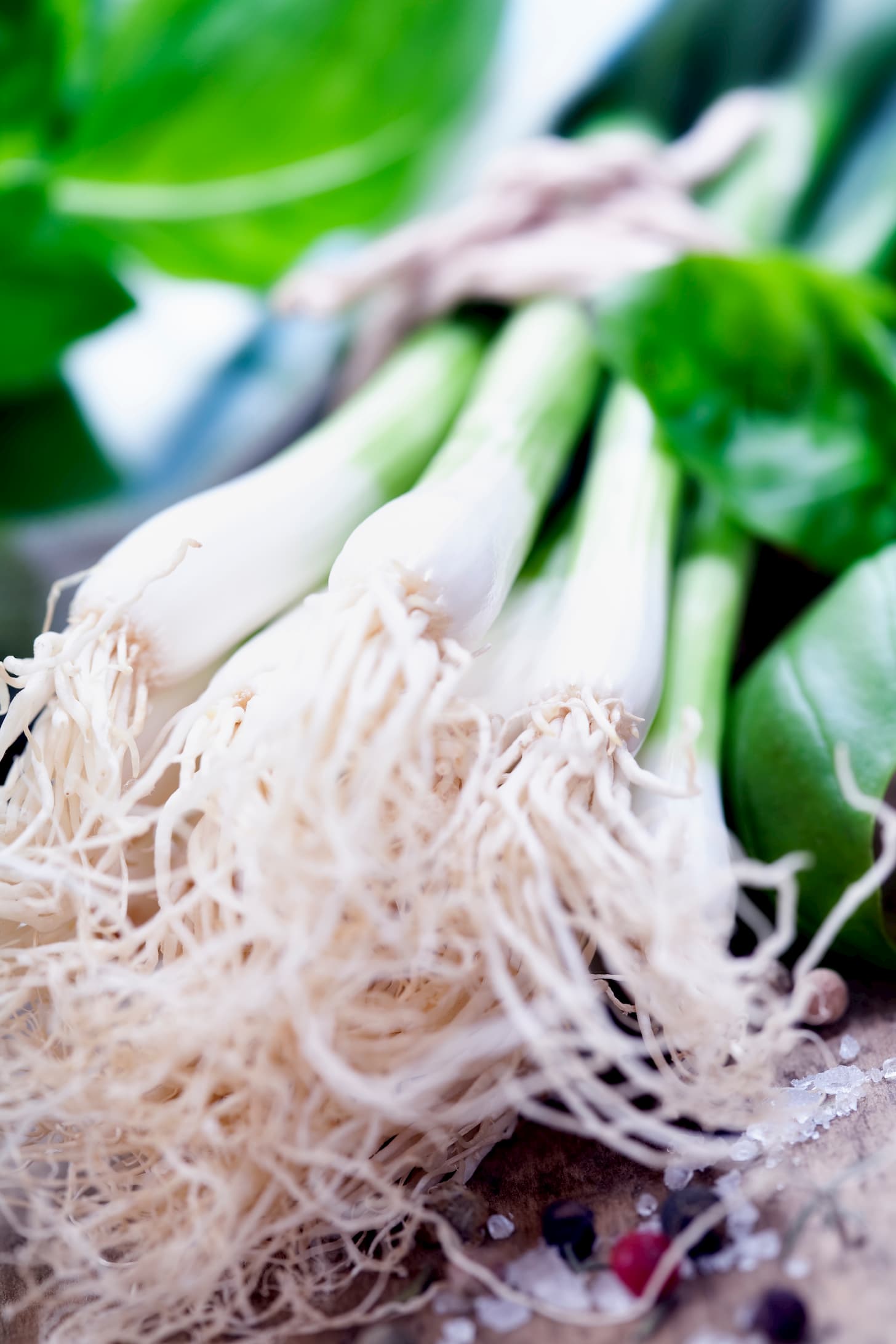 green-onion-PRKYXMZ איך לאחסן בצל ירוק